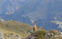 Aussicht genießt Tier und Mensch in Warth am Arlberg